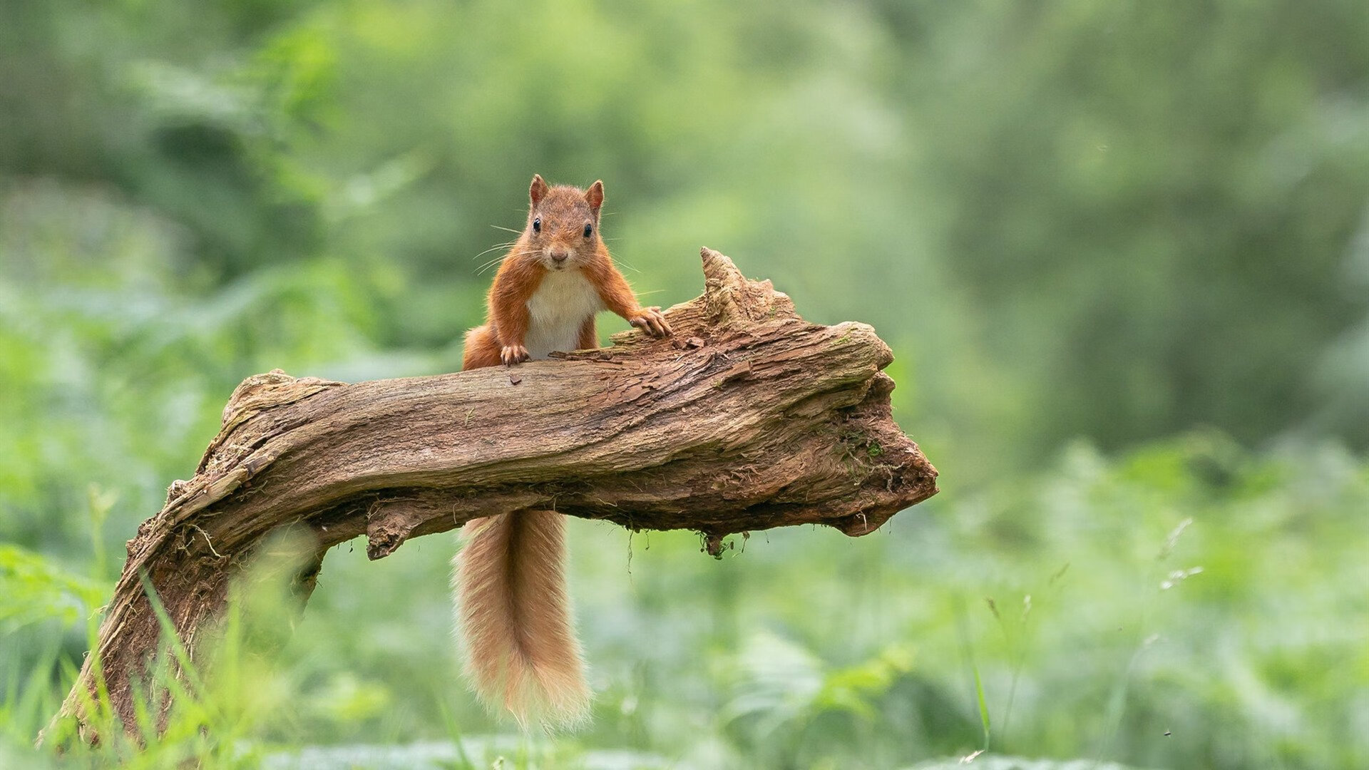 德甲逆转神话：勒沃库森顶住拜仁压力，勒沃库森去拜仁的球员
