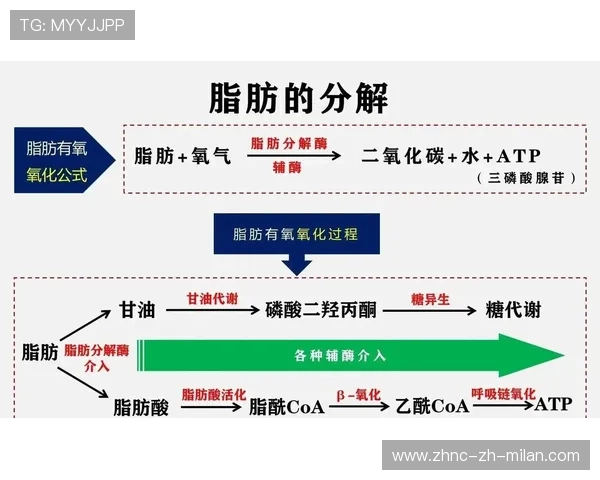 脂肪：被误解的能量来源，“脂肪”